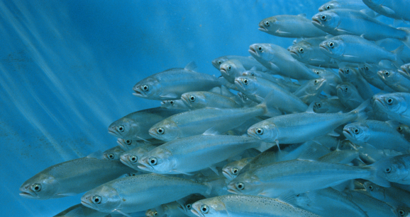 ockeye salmon (Oncorhynchus nerka) swimming in hatchery, Idaho, USA